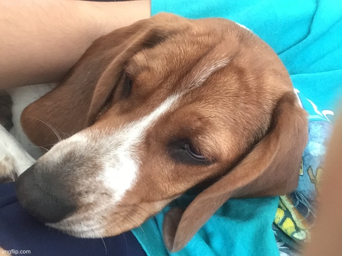 my sleepy doggo gus | image tagged in dog,beagle,gus,indigo,doodles | made w/ Imgflip meme maker