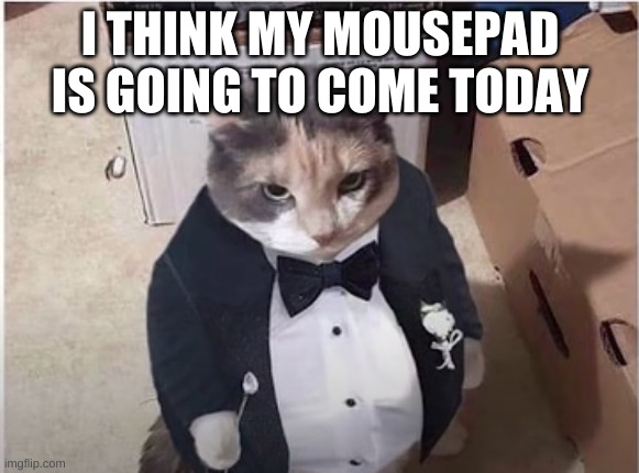 yay | I THINK MY MOUSEPAD IS GOING TO COME TODAY | image tagged in fancy cat | made w/ Imgflip meme maker