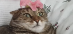 High Quality Cat can't handle flower Blank Meme Template