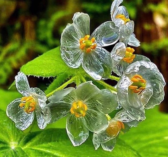 Skeleton Flowers. They are white, but become translucent when they get wet. | image tagged in awesome,pics,photography | made w/ Imgflip meme maker