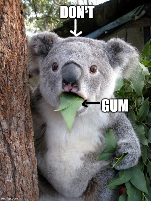 Surprised Koala Meme | GUM DON'T | image tagged in memes,surprised koala | made w/ Imgflip meme maker