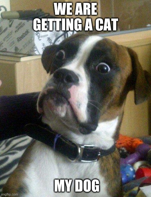 when cats meet dogs | WE ARE GETTING A CAT; MY DOG | image tagged in blankie the shocked dog | made w/ Imgflip meme maker