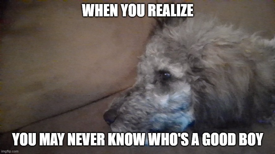 Who is the good boy | WHEN YOU REALIZE; YOU MAY NEVER KNOW WHO'S A GOOD BOY | image tagged in dog,pupper | made w/ Imgflip meme maker