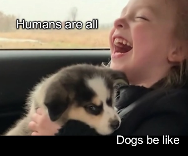 Humans are all Dogs be like | made w/ Imgflip meme maker