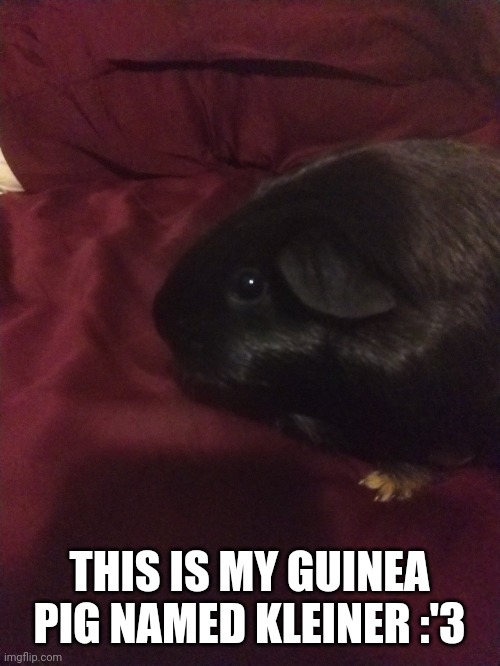 She is bébé | THIS IS MY GUINEA PIG NAMED KLEINER :'3 | made w/ Imgflip meme maker
