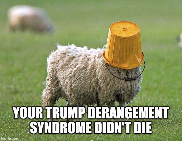 stupid sheep | YOUR TRUMP DERANGEMENT SYNDROME DIDN'T DIE | image tagged in stupid sheep | made w/ Imgflip meme maker