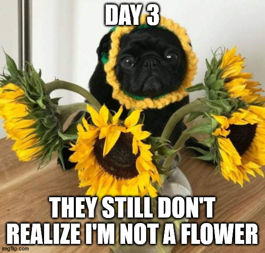 DAY 3; THEY STILL DON'T REALIZE I'M NOT A FLOWER | made w/ Imgflip meme maker