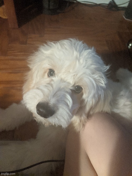 Here's an image of my dog, Morgan | image tagged in sweetie pie,i love him,cockapoo best dog,he eats his own shit,morgan is named after,robins son from fire emblem | made w/ Imgflip meme maker