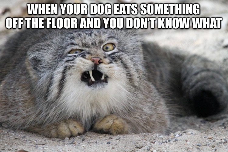 weird cat with weird face | WHEN YOUR DOG EATS SOMETHING OFF THE FLOOR AND YOU DON’T KNOW WHAT | image tagged in weird cat with weird face | made w/ Imgflip meme maker
