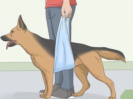 High Quality dog bag Blank Meme Template