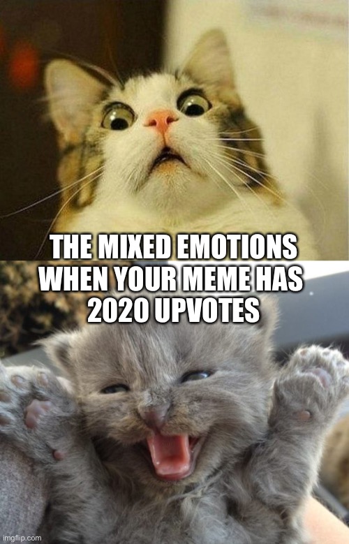 LOL | THE MIXED EMOTIONS
WHEN YOUR MEME HAS 
2020 UPVOTES | image tagged in memes,scared cat,yay kitty,funny,2020,upvotes | made w/ Imgflip meme maker