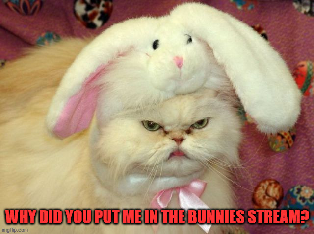 WHY DID YOU PUT ME IN THE BUNNIES STREAM? | image tagged in bunnies,cat | made w/ Imgflip meme maker