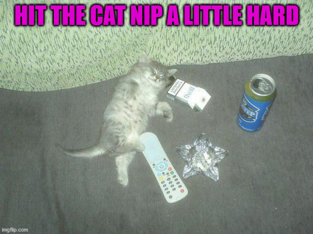 HIT THE CAT NIP A LITTLE HARD | image tagged in cats | made w/ Imgflip meme maker