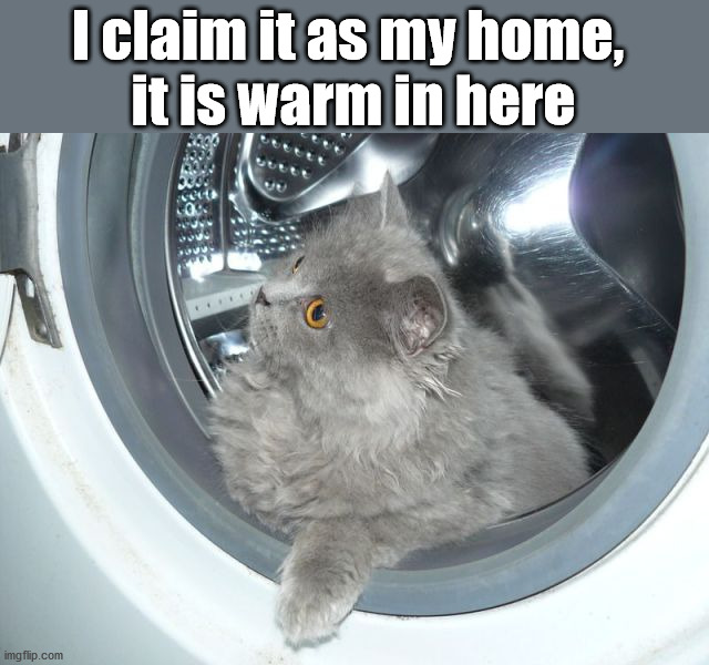 I claim it as my home, 
it is warm in here | image tagged in cats | made w/ Imgflip meme maker