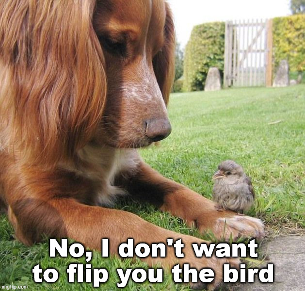 No, I don't want to flip you the bird | image tagged in dogs | made w/ Imgflip meme maker