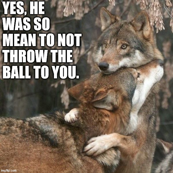 YES, HE WAS SO MEAN TO NOT THROW THE BALL TO YOU. | image tagged in dogs | made w/ Imgflip meme maker