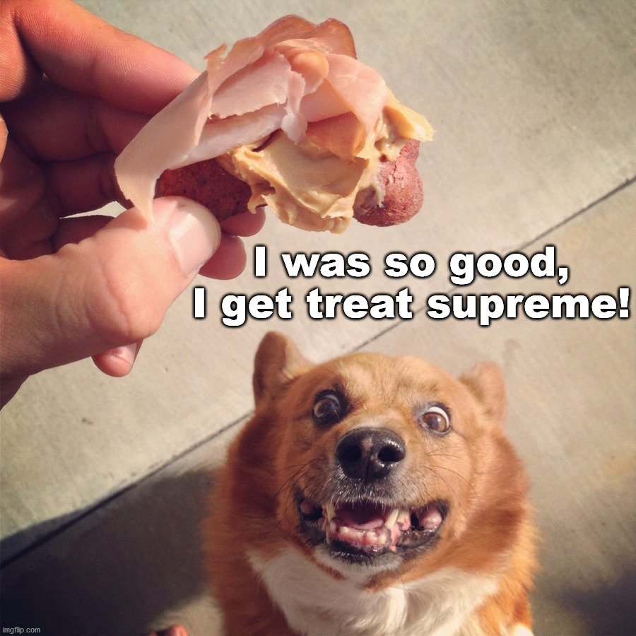 I was so good, I get treat supreme! | image tagged in dogs | made w/ Imgflip meme maker