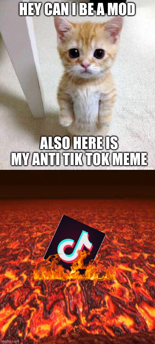 Good kitty | HEY CAN I BE A MOD; ALSO HERE IS MY ANTI TIK TOK MEME | image tagged in memes,cute cat | made w/ Imgflip meme maker