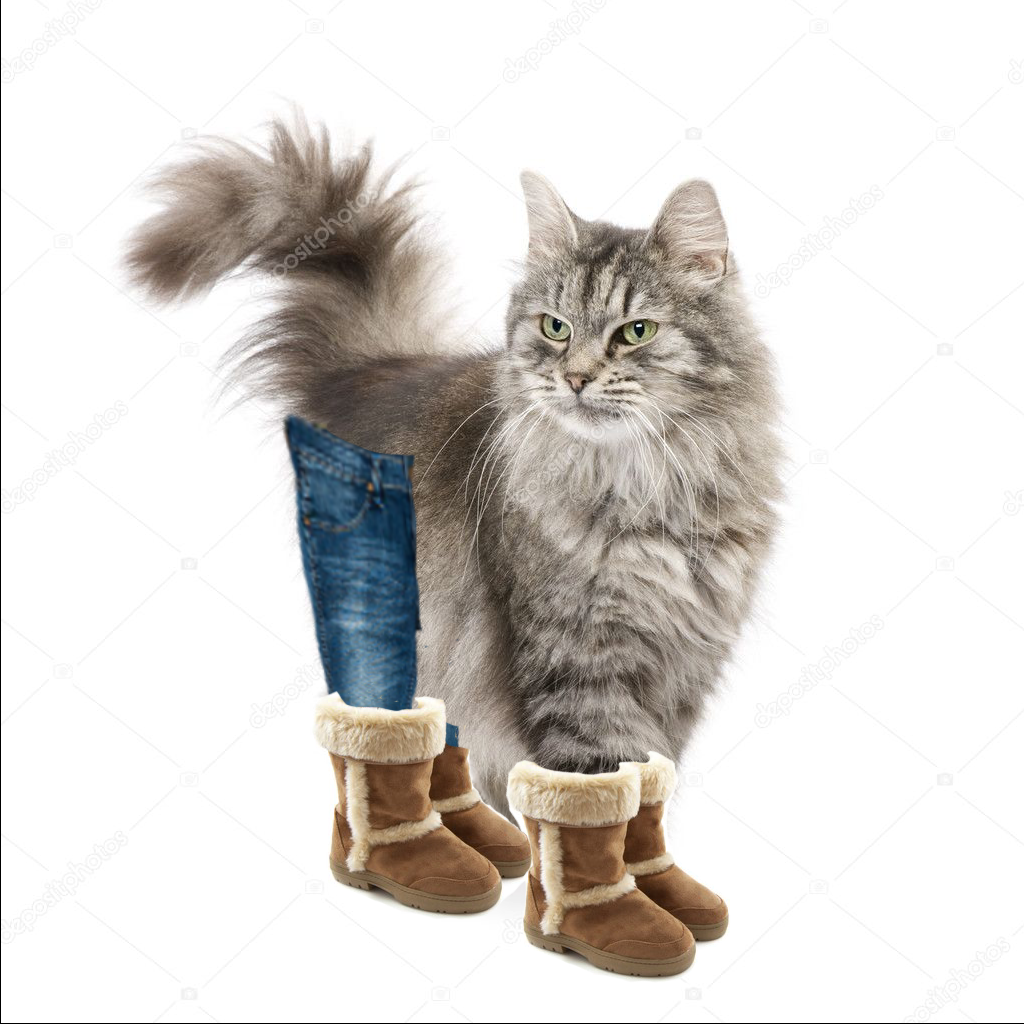 Apple Bottom Jean Cat Blank Meme Template