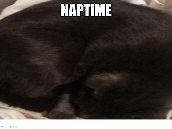 A nice pic of my cat napping <3 | NAPTIME | image tagged in cute cat | made w/ Imgflip meme maker