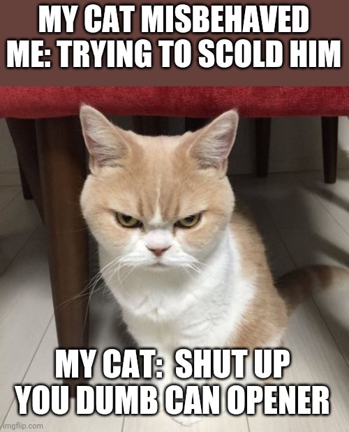 What did you say?? | MY CAT MISBEHAVED ME: TRYING TO SCOLD HIM; MY CAT:  SHUT UP YOU DUMB CAN OPENER | image tagged in mad cat,slave,human | made w/ Imgflip meme maker