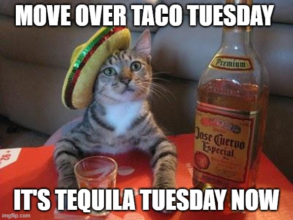 tequila tuesday | MOVE OVER TACO TUESDAY; IT'S TEQUILA TUESDAY NOW | image tagged in tequila cat | made w/ Imgflip meme maker