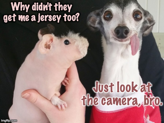 Family Portrait | Why didn't they get me a jersey too? Just look at the camera, bro. | image tagged in guinea pig,dog,family | made w/ Imgflip meme maker