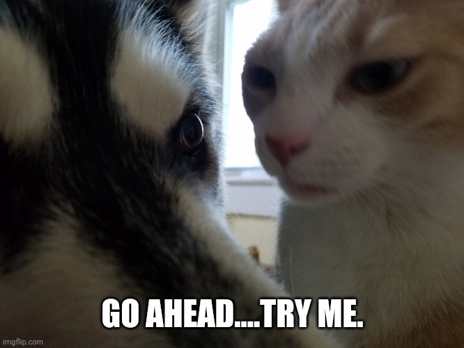Competition or jealousy | GO AHEAD....TRY ME. | image tagged in poncho and loki | made w/ Imgflip meme maker