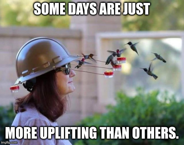 Propellor Beanies Out, This In | SOME DAYS ARE JUST; MORE UPLIFTING THAN OTHERS. | image tagged in birds,uplifting,head | made w/ Imgflip meme maker