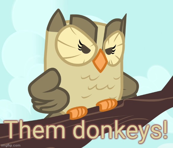 Scowled Owlowiscious (MLP) | Them donkeys! | image tagged in scowled owlowiscious mlp | made w/ Imgflip meme maker