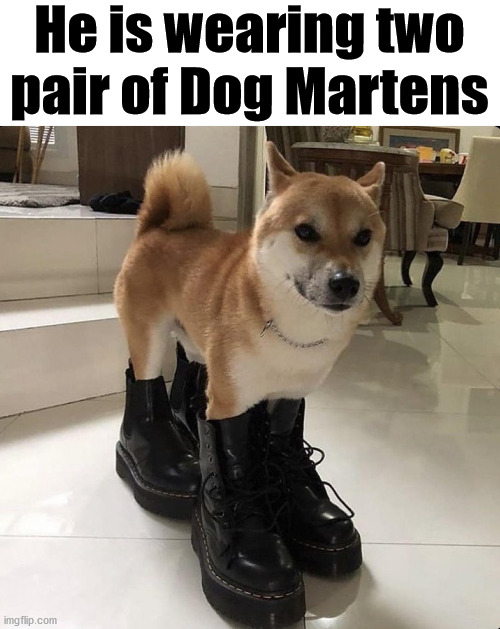 Bad pun dog. |  He is wearing two
pair of Dog Martens | image tagged in bad pun dog,dogs,shoes | made w/ Imgflip meme maker