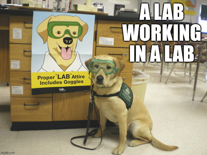 A LAB WORKING IN A LAB | image tagged in dogs | made w/ Imgflip meme maker