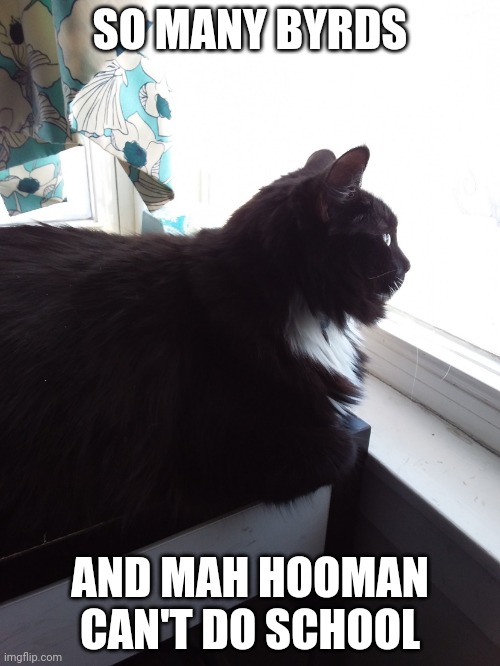 Cat looking out window | SO MANY BYRDS; AND MAH HOOMAN CAN'T DO SCHOOL | image tagged in cat looking out window | made w/ Imgflip meme maker