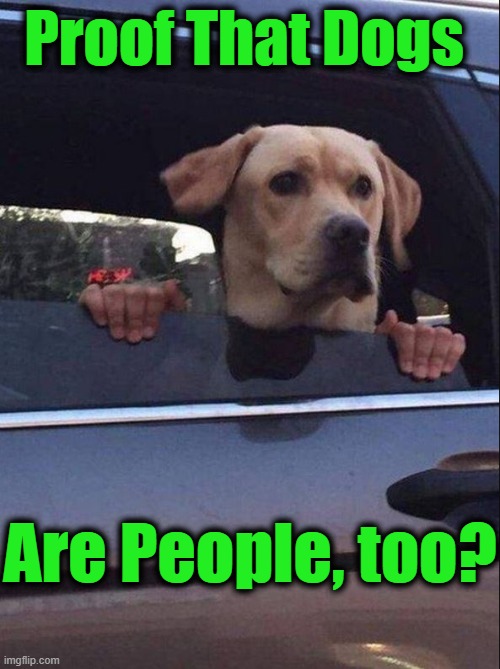 Finally... |  Proof That Dogs; Are People, too? | image tagged in fun,lol,feeling cute,funny dogs | made w/ Imgflip meme maker