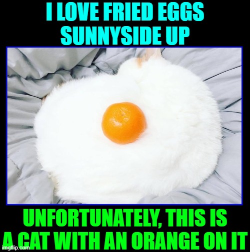 I Love Cats, But They Can Disappoint You | I LOVE FRIED EGGS
SUNNYSIDE UP; UNFORTUNATELY, THIS IS A CAT WITH AN ORANGE ON IT | image tagged in vince vance,white cat,optical illusion,memes,cats,orange | made w/ Imgflip meme maker