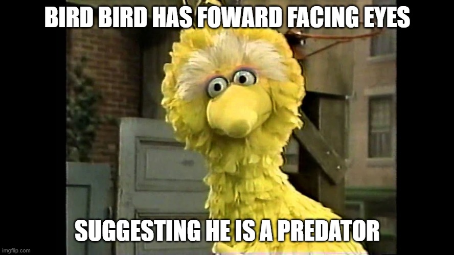 Big Bird is Big Bad | BIRD BIRD HAS FOWARD FACING EYES; SUGGESTING HE IS A PREDATOR | image tagged in sesame street | made w/ Imgflip meme maker