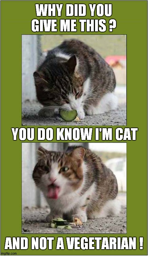 An Unimpressed Cat ! | WHY DID YOU GIVE ME THIS ? YOU DO KNOW I'M CAT; AND NOT A VEGETARIAN ! | image tagged in cats,vegetarian | made w/ Imgflip meme maker