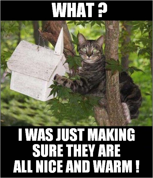 A Cats Concern ? | WHAT ? I WAS JUST MAKING SURE THEY ARE ALL NICE AND WARM ! | image tagged in cats,bird box,caring | made w/ Imgflip meme maker
