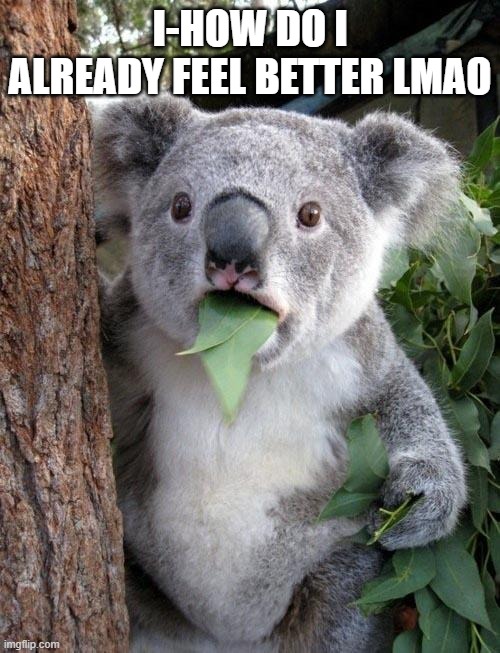 Suprised Koala | I-HOW DO I ALREADY FEEL BETTER LMAO | image tagged in suprised koala | made w/ Imgflip meme maker