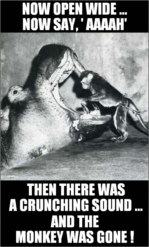 Hippos Are Dangerous ? | NOW OPEN WIDE ...
NOW SAY, ' AAAAH'; THEN THERE WAS A CRUNCHING SOUND ... AND THE MONKEY WAS GONE ! | image tagged in dangerous,hippo,monkey | made w/ Imgflip meme maker