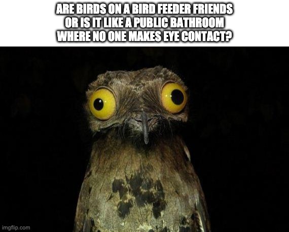 Bird feeder | ARE BIRDS ON A BIRD FEEDER FRIENDS
OR IS IT LIKE A PUBLIC BATHROOM
WHERE NO ONE MAKES EYE CONTACT? | image tagged in memes,birds | made w/ Imgflip meme maker