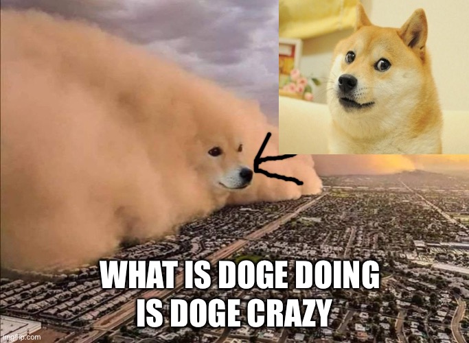 Why is doge taking over the city?!? | IS DOGE CRAZY; WHAT IS DOGE DOING | image tagged in coronavirus sand storm over city,doge,buff doge vs cheems,increasingly buff,inhaling seagull,batman slapping robin | made w/ Imgflip meme maker