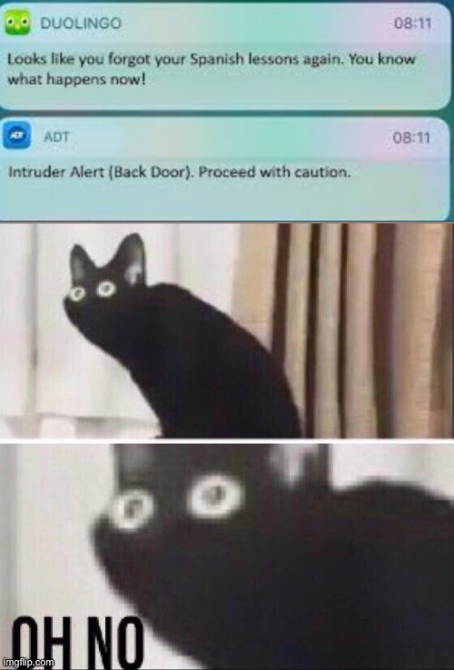 Oh no cat | image tagged in oh no cat | made w/ Imgflip meme maker