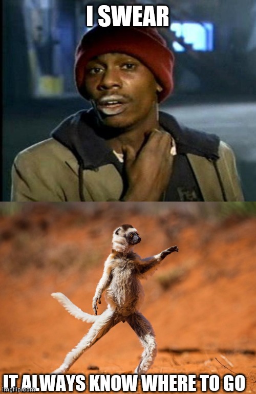 I SWEAR; IT ALWAYS KNOW WHERE TO GO | image tagged in dave chappelle,dancing monkey | made w/ Imgflip meme maker