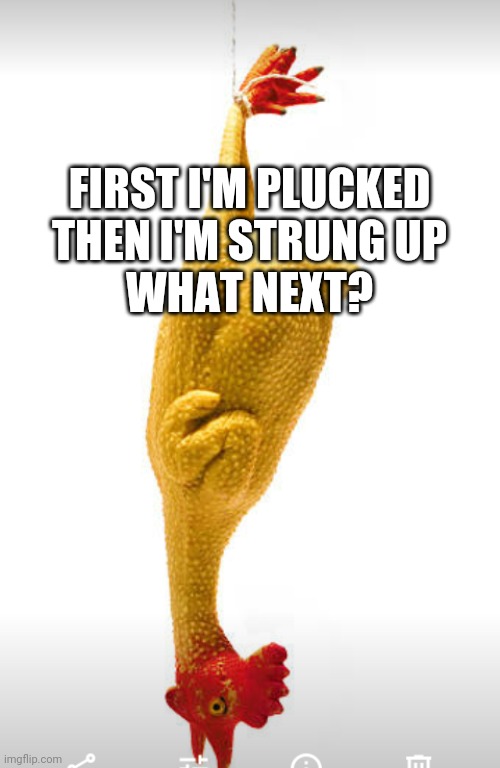 FIRST I'M PLUCKED
THEN I'M STRUNG UP
WHAT NEXT? | image tagged in hanging around | made w/ Imgflip meme maker