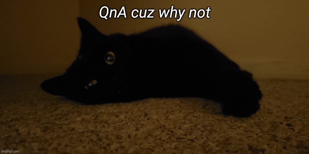 Yes, that is my cat | QnA cuz why not | made w/ Imgflip meme maker