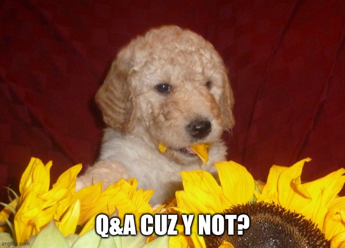 Yes that’s one of more than 20 puppies we had when I was 3 | Q&A CUZ Y NOT? | image tagged in basically i sat in the massive woooden puppy pen we made,i was just an uglier less hairy puppy,like all toddlers | made w/ Imgflip meme maker