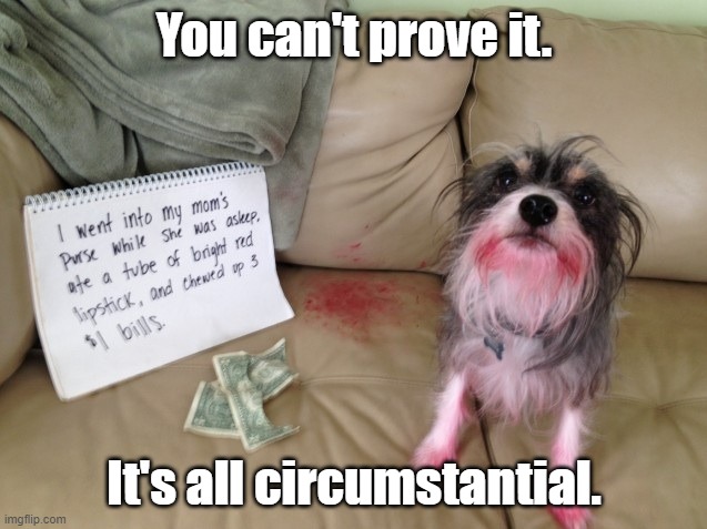 It's a frame-up, I tell you | You can't prove it. It's all circumstantial. | image tagged in dogs,funny dogs,cute dogs,money,chewing | made w/ Imgflip meme maker