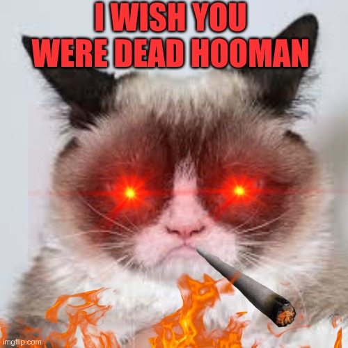 Very grump cat |  I WISH YOU WERE DEAD HOOMAN | image tagged in grumpy cat,savage | made w/ Imgflip meme maker