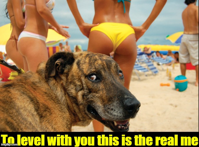 Being Honest with My Friends (haters, too) | To level with you this is the real me | image tagged in vince vance,dogs,memes,day at the beach,what men want,do men even have feelings | made w/ Imgflip meme maker